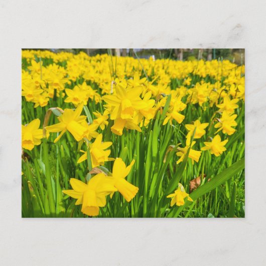 Daffodils Briefkaart (Voorkant)