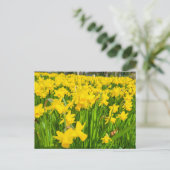 Daffodils Briefkaart (Staand voorkant)