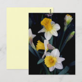 Daffodils Briefkaart (Voorkant / Achterkant)