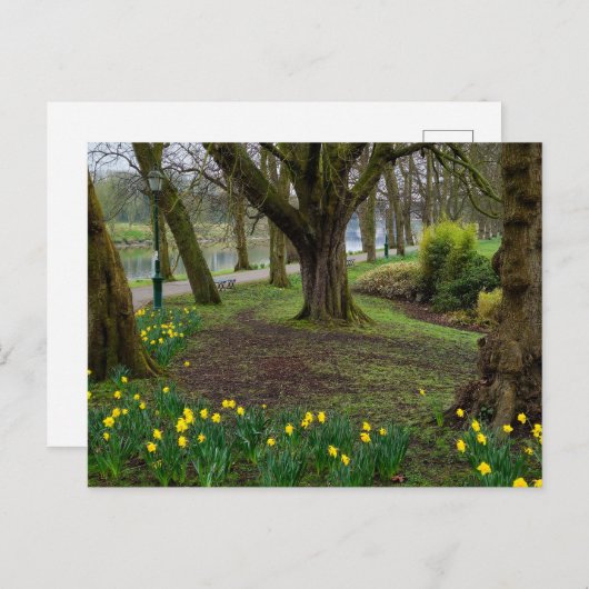 Daffodils Briefkaart (Voorkant / Achterkant)