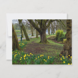 Daffodils Briefkaart