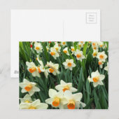 Daffodils Briefkaart (Voorkant / Achterkant)