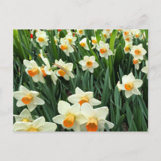 Daffodils Briefkaart