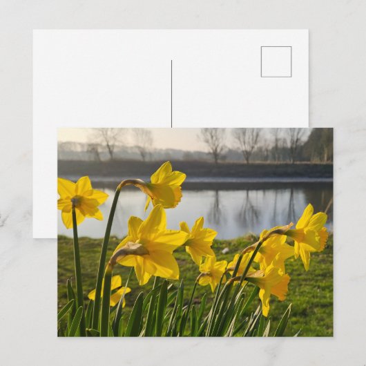 Daffodils Briefkaart (Voorkant / Achterkant)