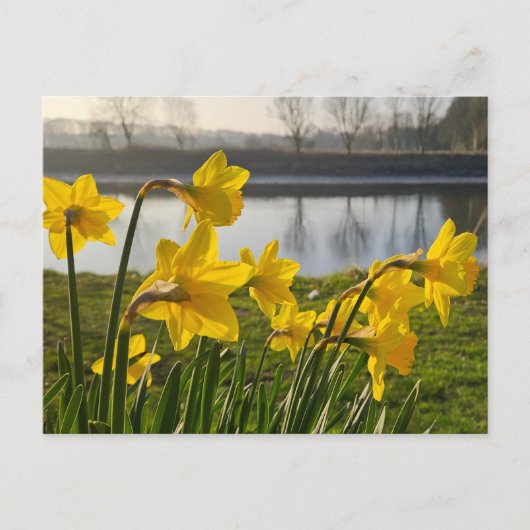 Daffodils Briefkaart (Voorkant)