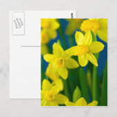 Daffodils Briefkaart (Voorkant / Achterkant)