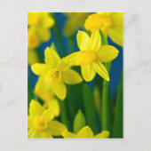 Daffodils Briefkaart (Voorkant)
