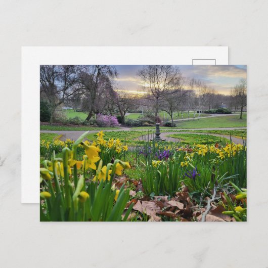 Daffodils Briefkaart (Voorkant / Achterkant)
