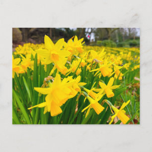 Daffodils Briefkaart