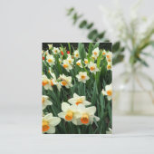 Daffodils Briefkaart (Staand voorkant)