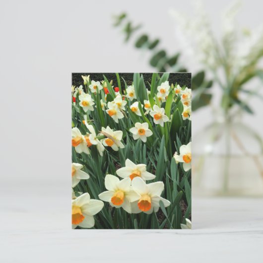 Daffodils Briefkaart (Staand voorkant)