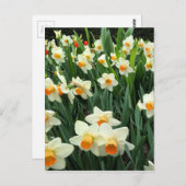Daffodils Briefkaart (Voorkant / Achterkant)