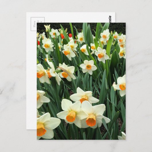Daffodils Briefkaart (Voorkant / Achterkant)