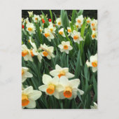 Daffodils Briefkaart (Voorkant)
