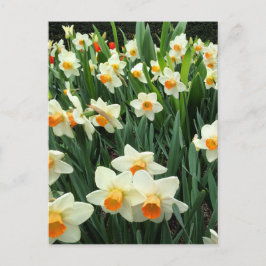 Daffodils Briefkaart
