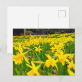 Daffodils Briefkaart (Voorkant / Achterkant)