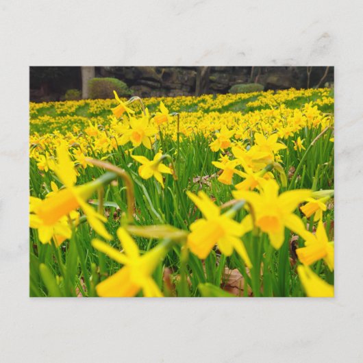 Daffodils Briefkaart (Voorkant)