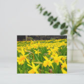 Daffodils Briefkaart (Staand voorkant)