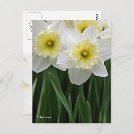 Daffodils Briefkaart (Voorkant / Achterkant)