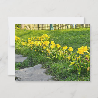 Daffodils Briefkaart