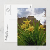 Daffodils [Briefkaart] Briefkaart (Voorkant / Achterkant)