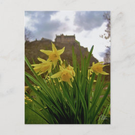 Daffodils [Briefkaart] Briefkaart