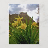 Daffodils [Briefkaart] Briefkaart (Voorkant)
