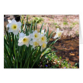 Daffodils By Brook Flower Photography Note Card (Voorkant Horizontaal)