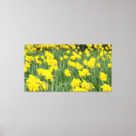 Daffodils Canvas Afdruk
