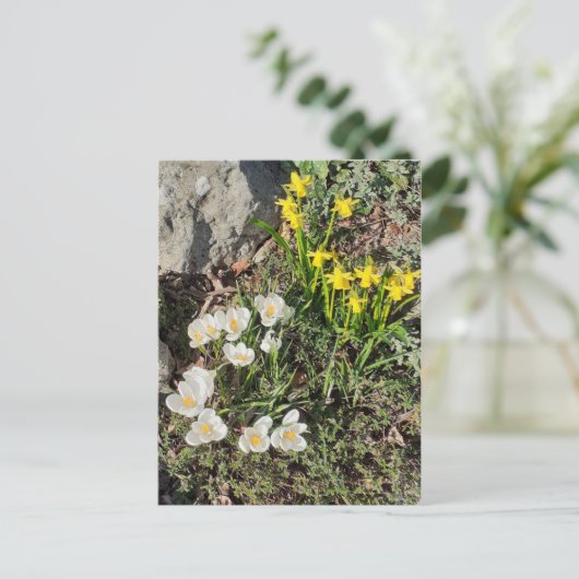 Daffodils & Crocus Briefkaart (Staand voorkant)