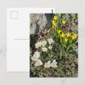 Daffodils & Crocus Briefkaart (Voorkant / Achterkant)
