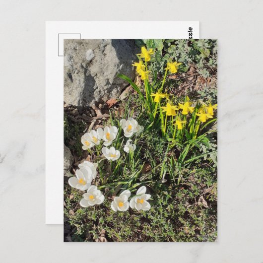 Daffodils & Crocus Briefkaart (Voorkant / Achterkant)