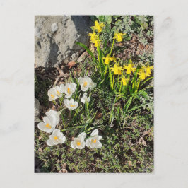 Daffodils & Crocus Briefkaart