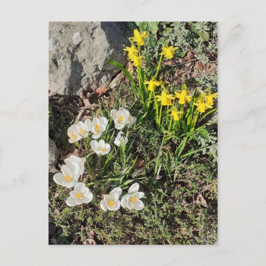 Daffodils & Crocus Briefkaart (Voorkant)
