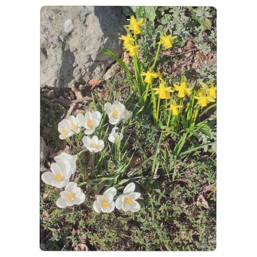 Daffodils & Crocus Klembord (Achterkant)