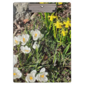 Daffodils & Crocus Klembord (Voorkant)