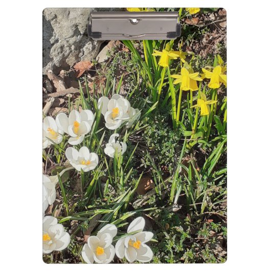 Daffodils & Crocus Klembord (Voorkant)