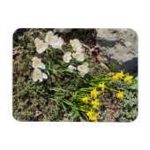 Daffodils & Crocus Magneet (Horizontaal)