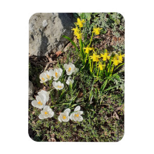 Daffodils & Crocus Magneet