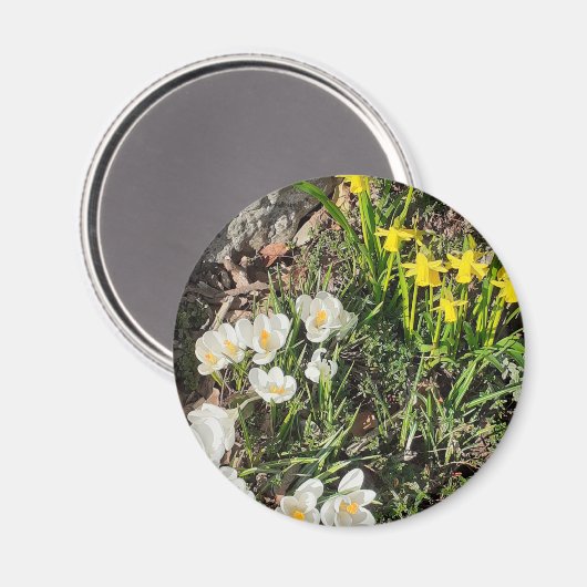 Daffodils & Crocus Magnet (Voorkant / Achterkant)