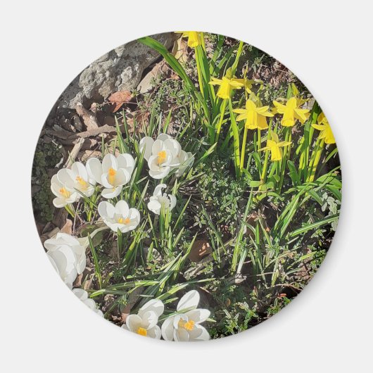 Daffodils & Crocus Magnet (Voorkant)