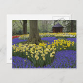 Daffodils, druivesuiker en tulip-tuin; briefkaart (Voorkant / Achterkant)
