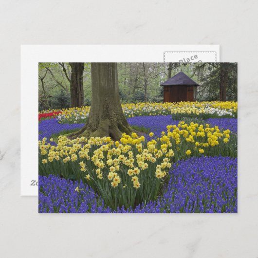 Daffodils, druivesuiker en tulip-tuin; briefkaart (Voorkant / Achterkant)