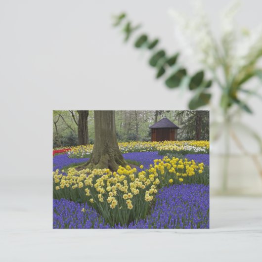Daffodils, druivesuiker en tulip-tuin; briefkaart (Staand voorkant)