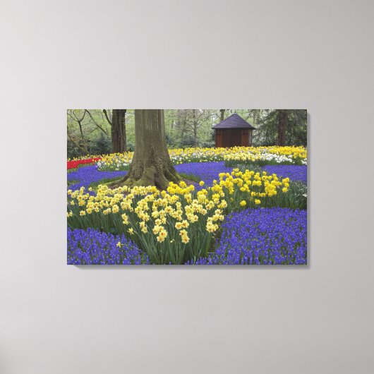 Daffodils, druivesuiker en tulip-tuin; canvas afdruk (Voorkant)
