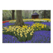 Daffodils, druivesuiker en tulip-tuin; foto afdruk (Voorkant)