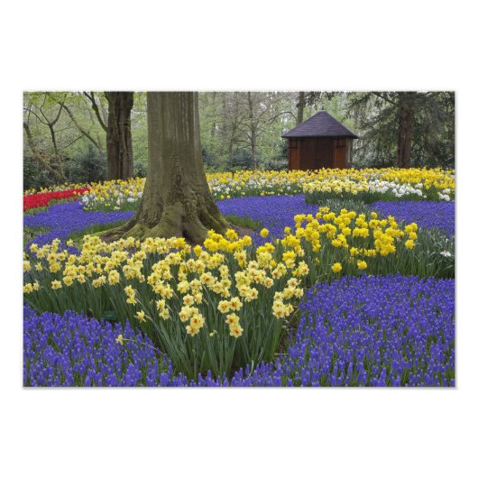 Daffodils, druivesuiker en tulip-tuin; foto afdruk (Voorkant)