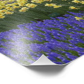 Daffodils, druivesuiker en tulip-tuin; foto afdruk (Hoek)