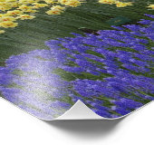 Daffodils, druivesuiker en tulip-tuin; foto afdruk (Hoek)