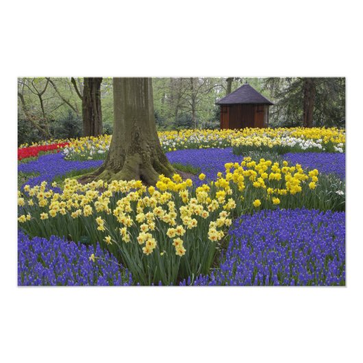 Daffodils, druivesuiker en tulip-tuin; foto afdruk (Voorkant)